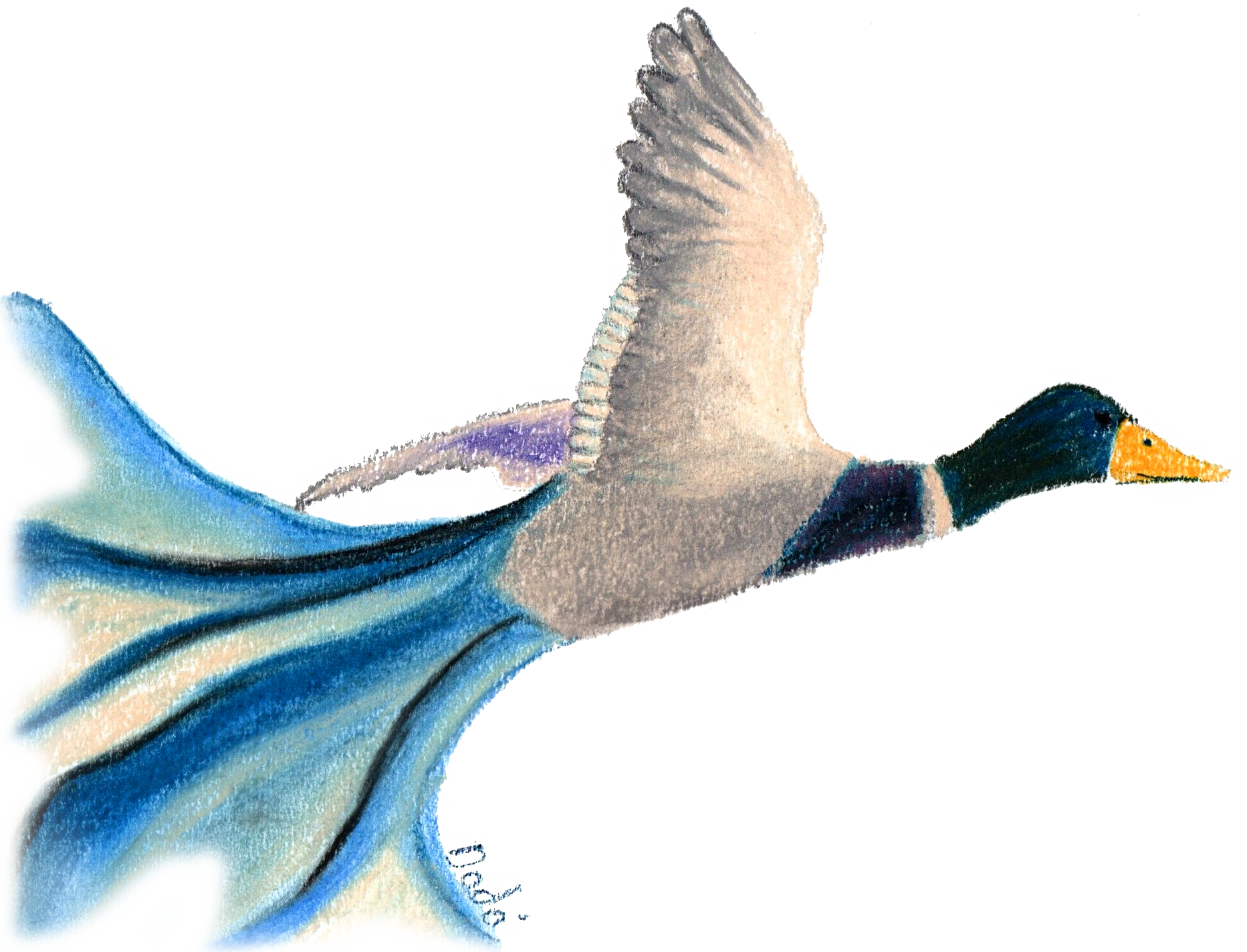 Pato 2 webp