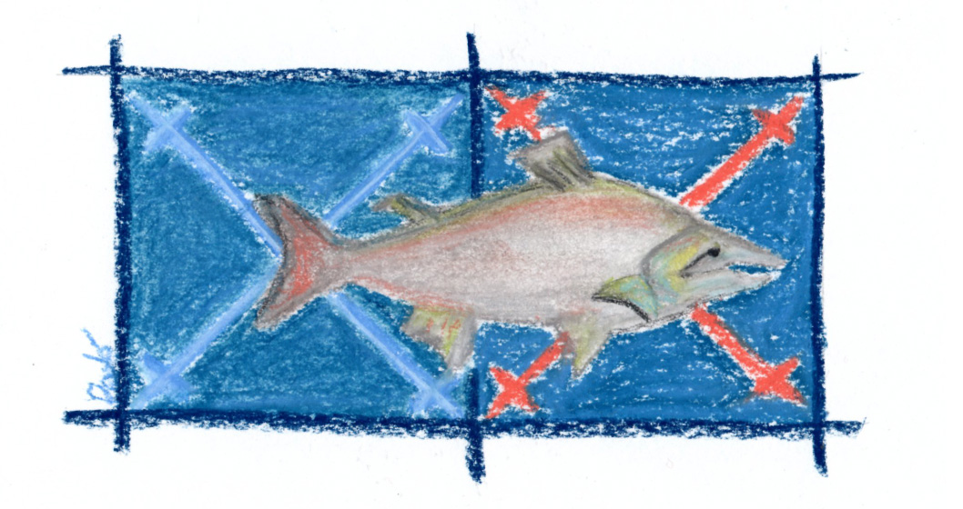 Salmon Perceval